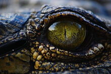 crocodilo, padre, África do Sul, rio, atravessar, Jesus Cristo, Bíblia, Jonathan Mthethwa