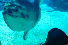 Lisboa, Madonna, Portugal, Oceanário, Ritz