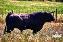 tourada, Campo Pequeno, Corrida Vidas/CM
