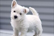 cão, polir, polimento, maserati, animais, maus tratos, cãozinho, cão bebé, Instagram, Rich Kids London, Londres, Reino Unido, revolta, védeo, instagram