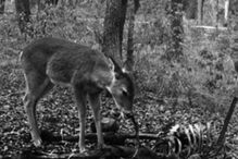 cervo, Bambi, descoberta, ciência, prova científica, carne humana, cadáver, herbívoro, necrófago