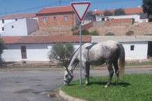 Um dos animais na aldeia 