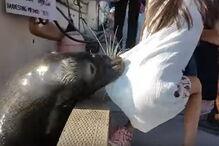 Leão-marinho abocanha menina