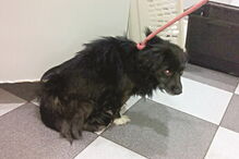 Animal estava nervoso e agressivo 