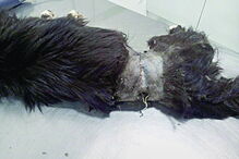 Pele já cobria o arame da armadinha de caça, que ficou preso ao animal 