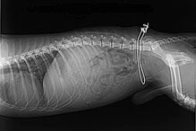 Cirurgia para retirar arame foi realizada com sucesso por veterinário local