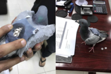 Bombo, Droga, Kuwait