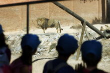 Jardim Zoológico, Zoo, animais, Lisboa