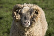 pastor, morte, morto, carneiro, Arcos de Valdevez, cornos, animal