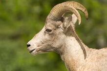 pastor, morte, morto, carneiro, Arcos de Valdevez, cornos, animal
