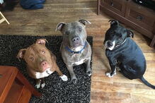 Bebé foi deixada com os três cães da família