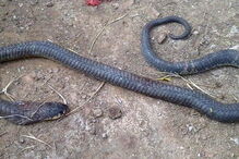 2017-05-30_13_47.35 cobra.jpg