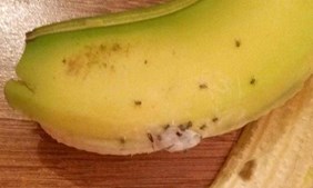 Gemma Price encontrou aranhas-bananeiras vivas na fruta que tinha comprado