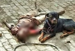 O cão Tiger não saiu de junto do cadáver do dono até ser encurralado pela polícia e por populares