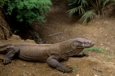 Dentada do dragão de Komodo é muito venenosa