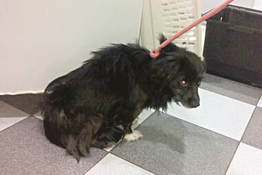 Animal estava nervoso e agressivo 