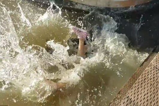 leão-marinho, criança afundar