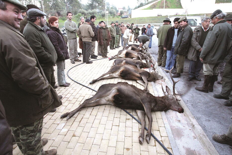 Manuseamento das carnes infetadas com as mãos levanta o risco de contágio de tuberculose ao homem