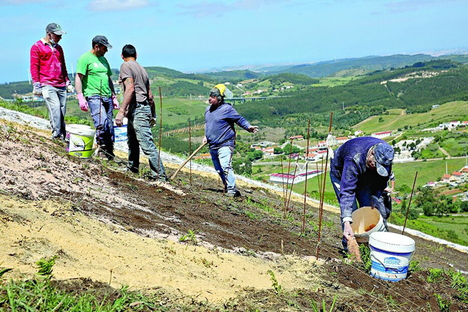 Cal e pó de pedra são espalhados na terra cavada  
