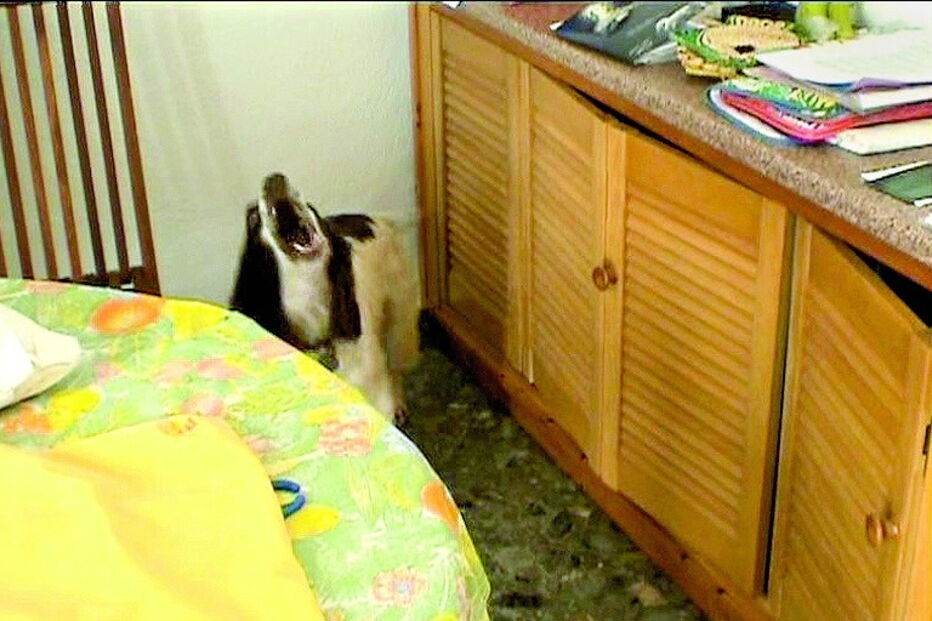 Vídeos registam animais em ação 