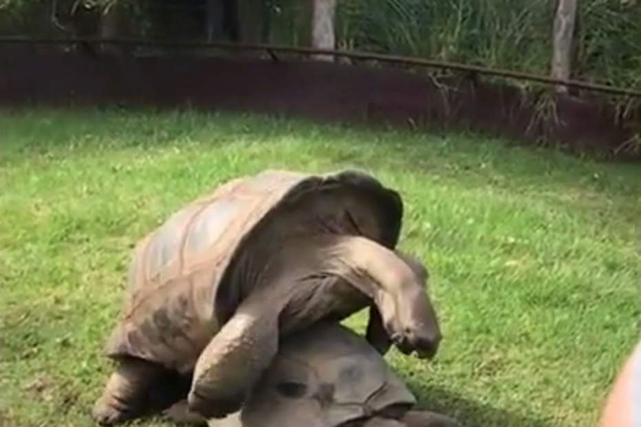 Jardim Zoológico de Melbourne, Austrália, questões sociais, sexo, tartarugas