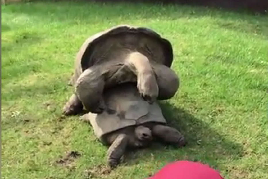 Jardim Zoológico de Melbourne, Austrália, questões sociais, sexo, tartarugas