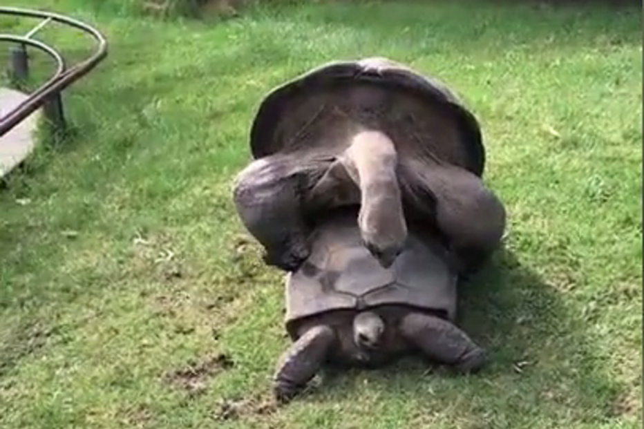 Jardim Zoológico de Melbourne, Austrália, questões sociais, sexo, tartarugas
