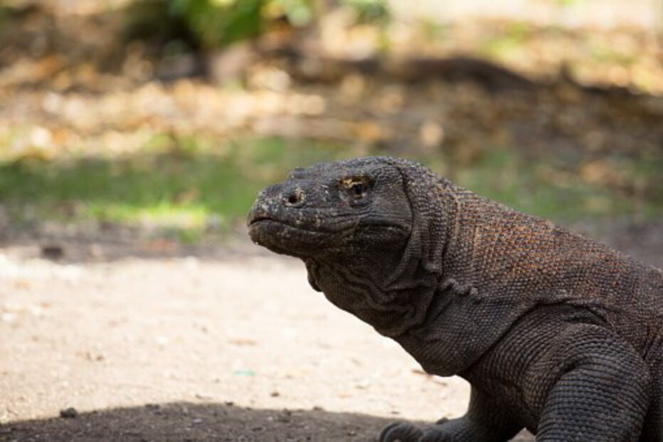 Dragão, Singapura, Indonésia, Turista, ferimentos, ataque