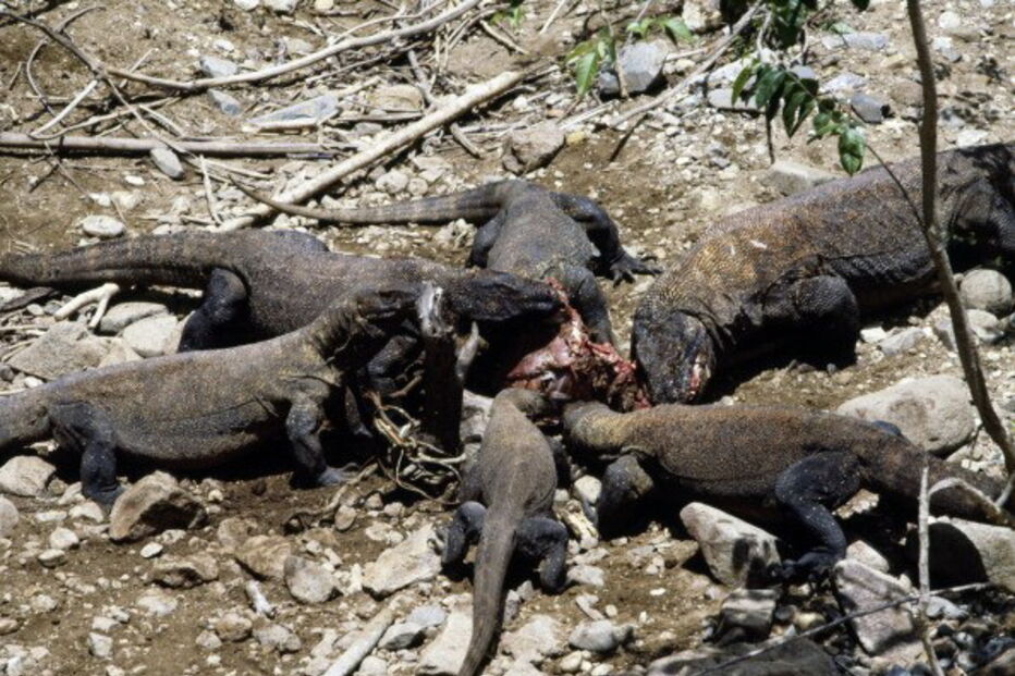 Dentada do dragão de Komodo é muito venenosa