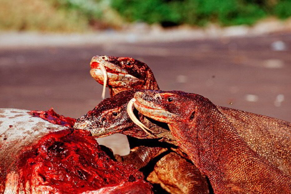 Dentada do dragão de Komodo é muito venenosa