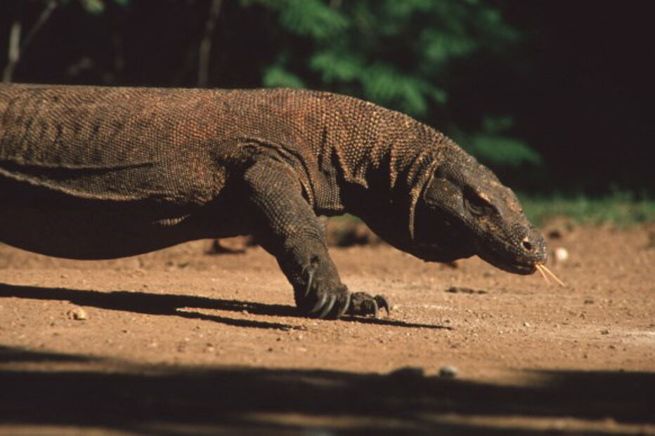 Dentada do dragão de Komodo é muito venenosa