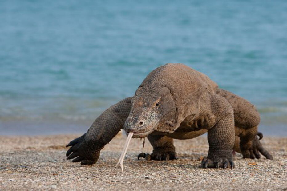 Dentada do dragão de Komodo é muito venenosa