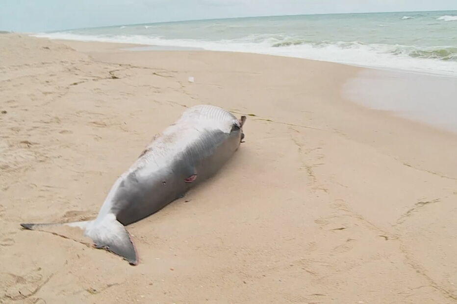 Baleia-anã deu à costa em praia algarvia