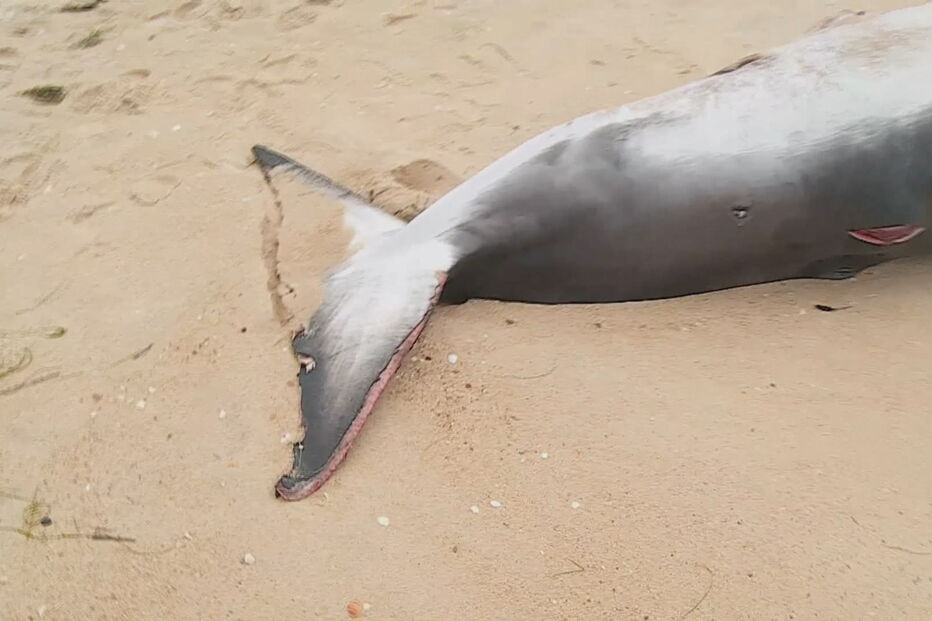 Baleia-anã deu à costa em praia algarvia