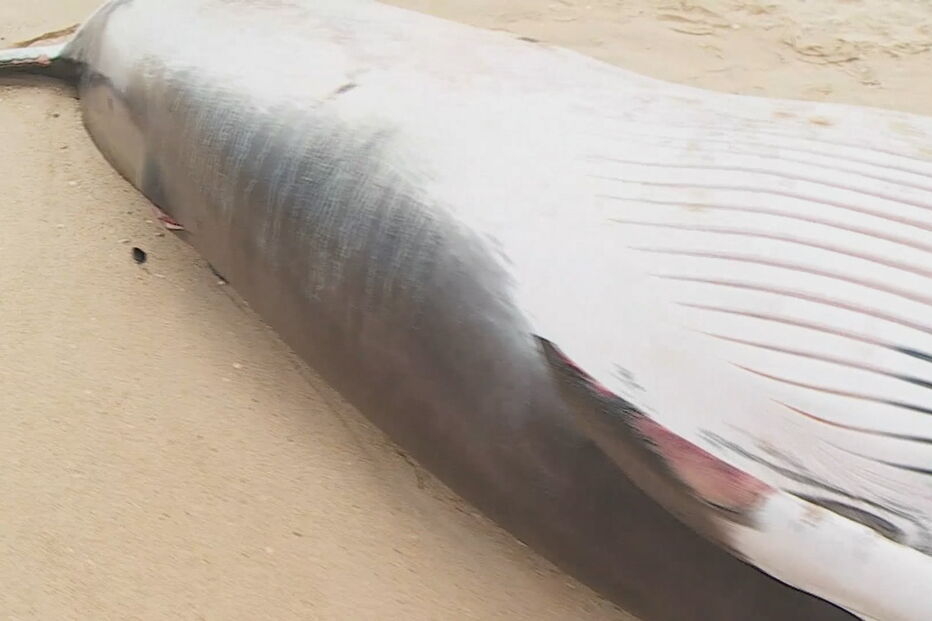 Baleia-anã deu à costa em praia algarvia