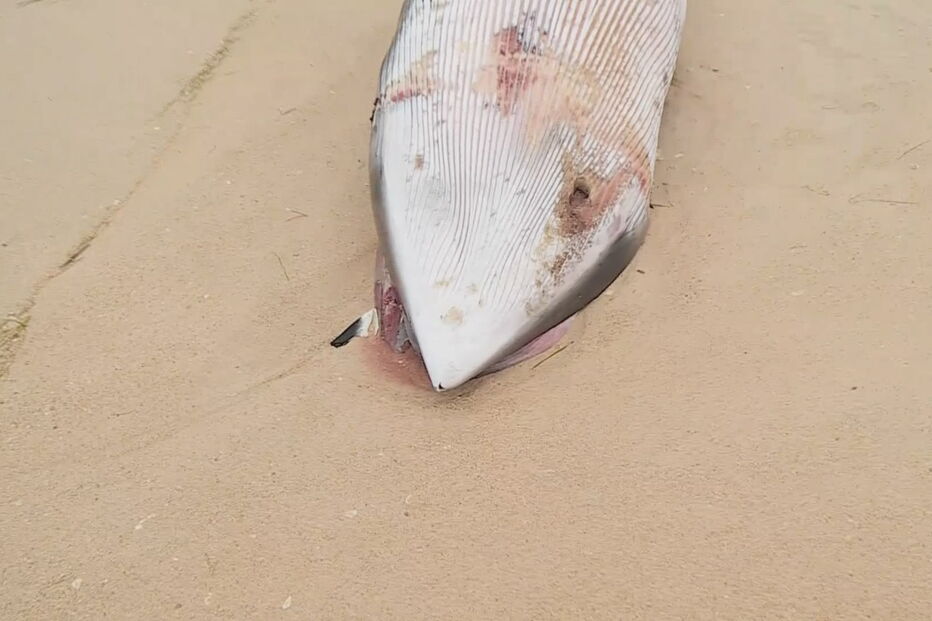 Baleia-anã deu à costa em praia algarvia