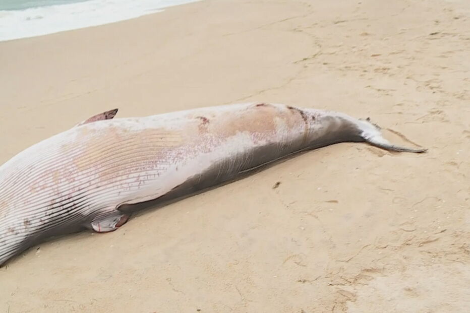 Baleia-anã deu à costa em praia algarvia