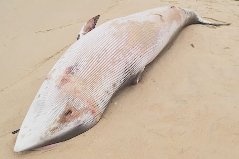 Baleia-anã deu à costa em praia algarvia