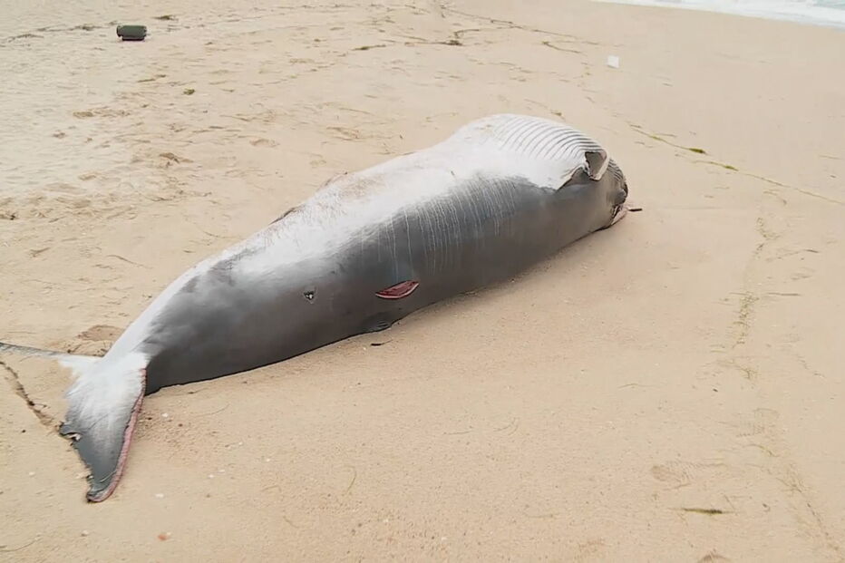 Baleia-anã deu à costa em praia algarvia