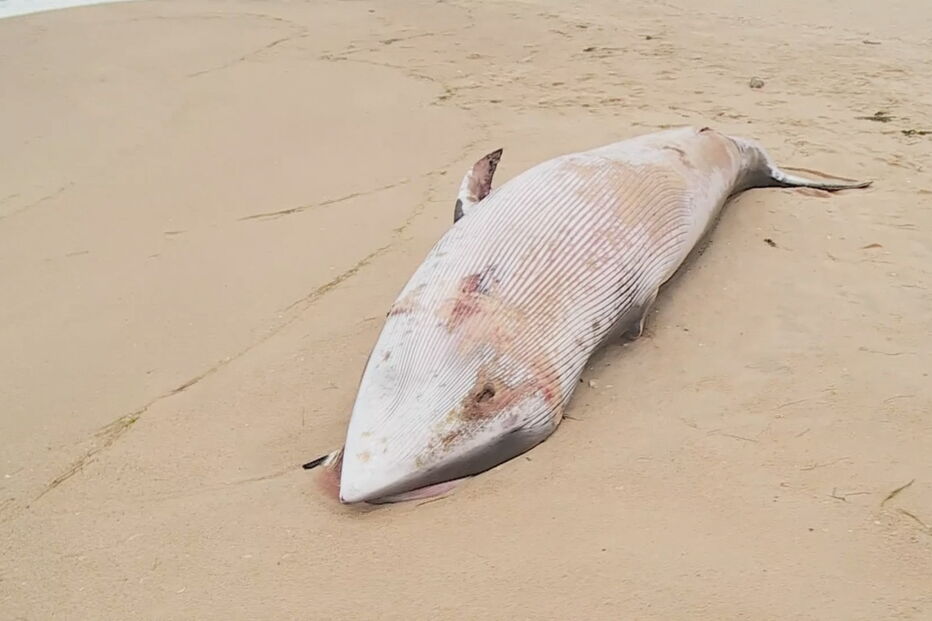 Baleia-anã deu à costa em praia algarvia
