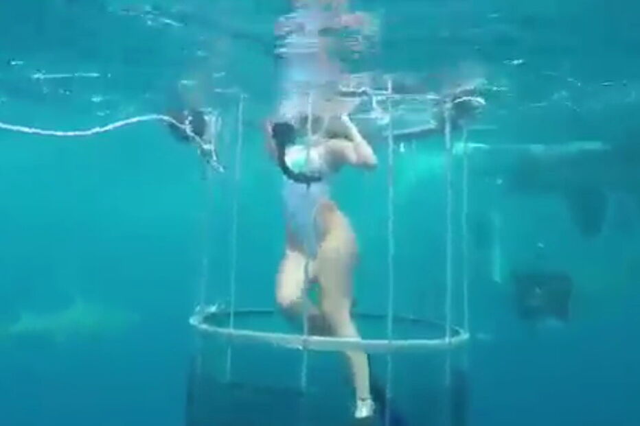 tubarão, Florida, Estados Unidos, Molly Cavalli, dentada, mordida, tornozelo