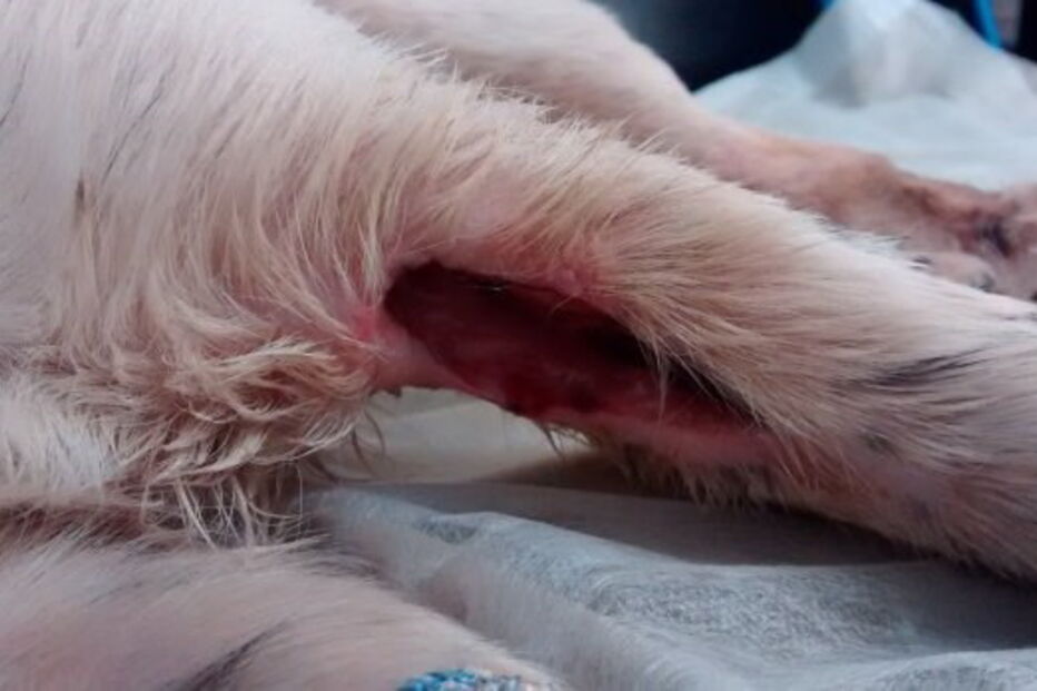 'Flick' apresentava queimaduras, cortes e hematomas