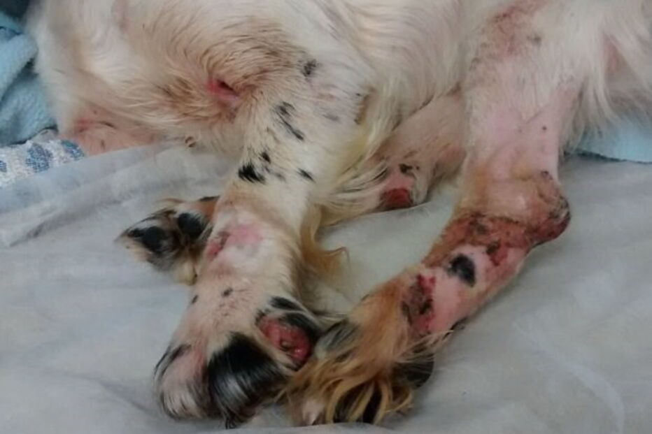 'Flick' apresentava queimaduras, cortes e hematomas