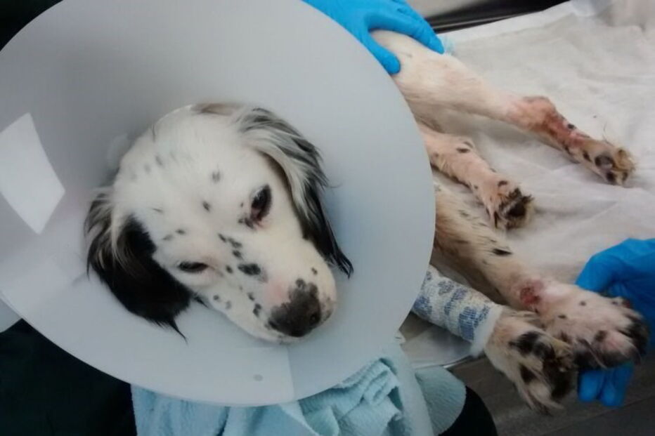 'Flick' apresentava queimaduras, cortes e hematomas