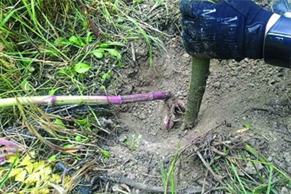 planta, pesticida, mortes, amigos, caminhada, veneno, Ricardo Marques, Alcanhões, Santarém, Filipe Namora