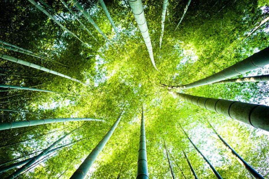 Espécimes, plantas, raro, engano, destruição