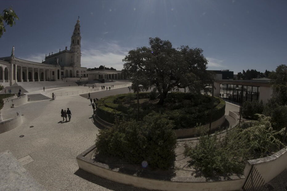 A azinheira monumental de Fátima