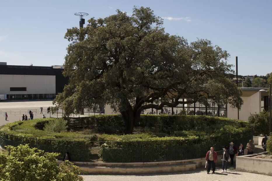 A azinheira monumental de Fátima