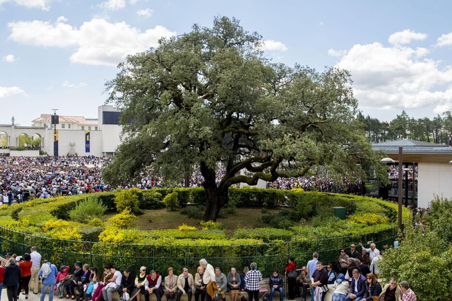 A azinheira monumental de Fátima
