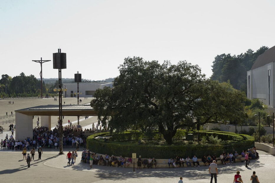 A azinheira monumental de Fátima